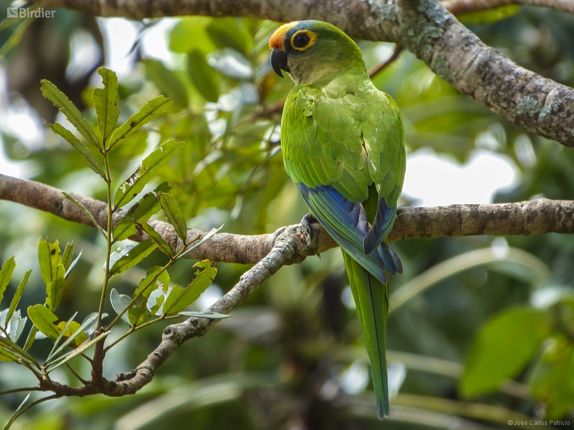 Eupsittula aurea