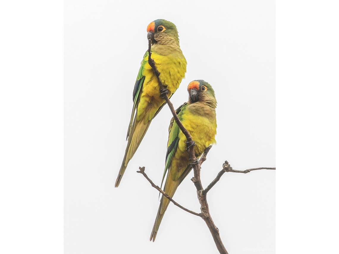 Eupsittula aurea