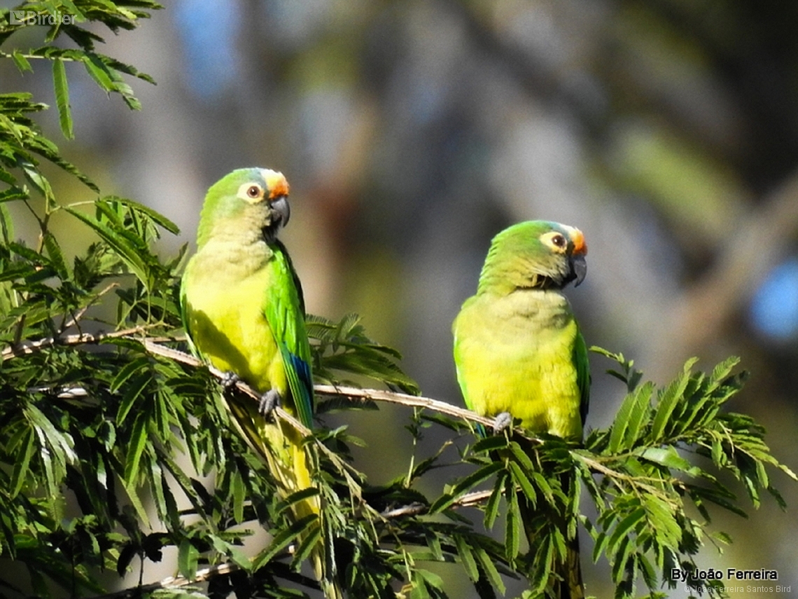 Eupsittula aurea