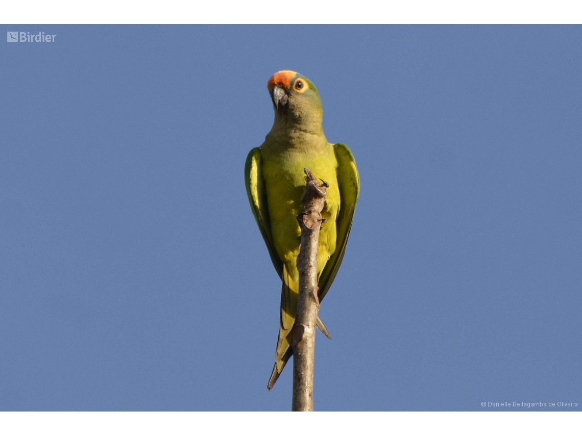 Eupsittula aurea