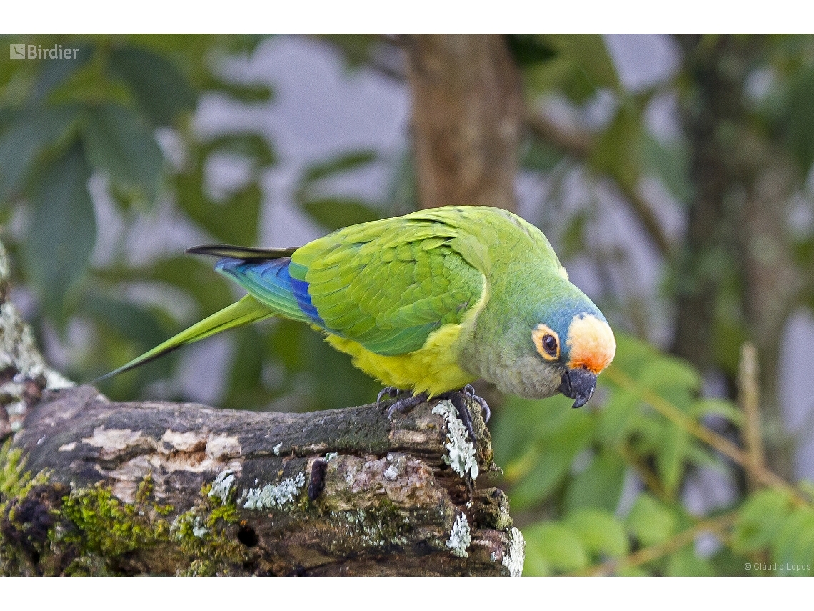 Eupsittula aurea