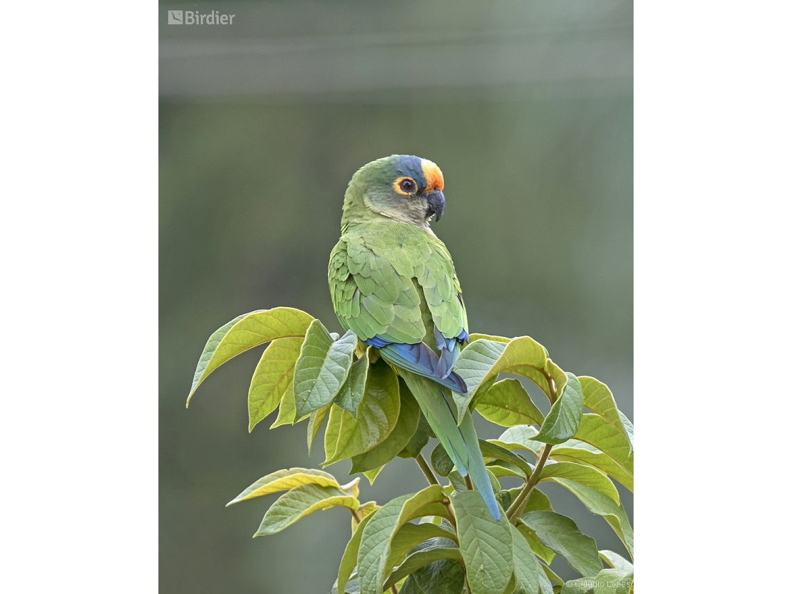 Eupsittula aurea