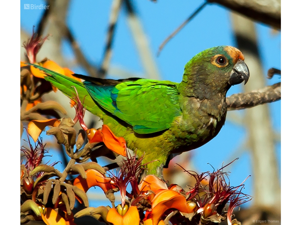 Eupsittula aurea