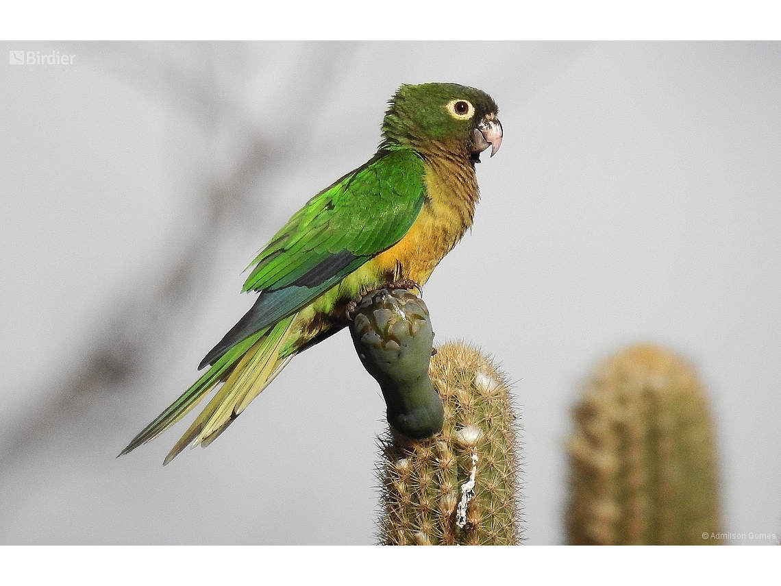 Eupsittula cactorum