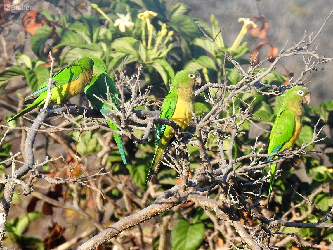 Eupsittula cactorum