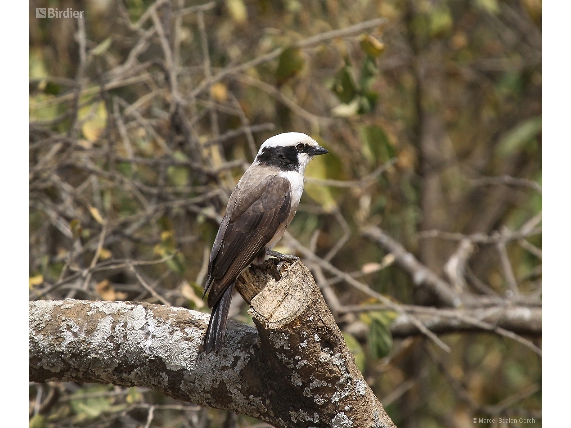 Eurocephalus ruppelli