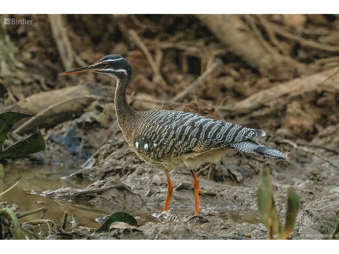 Eurypyga helias
