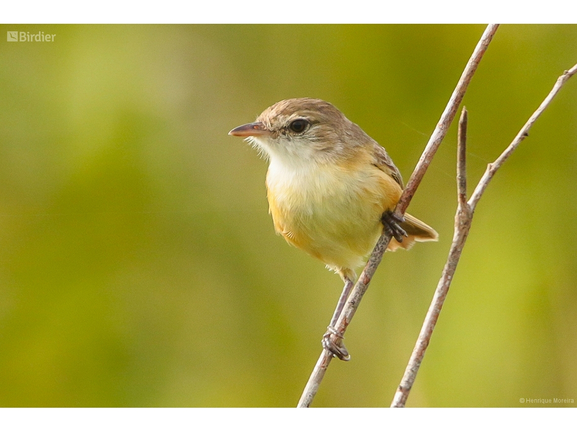 Euscarthmus rufomarginatus