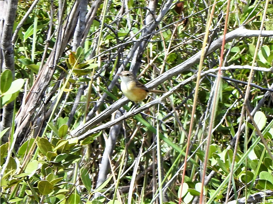 Euscarthmus rufomarginatus