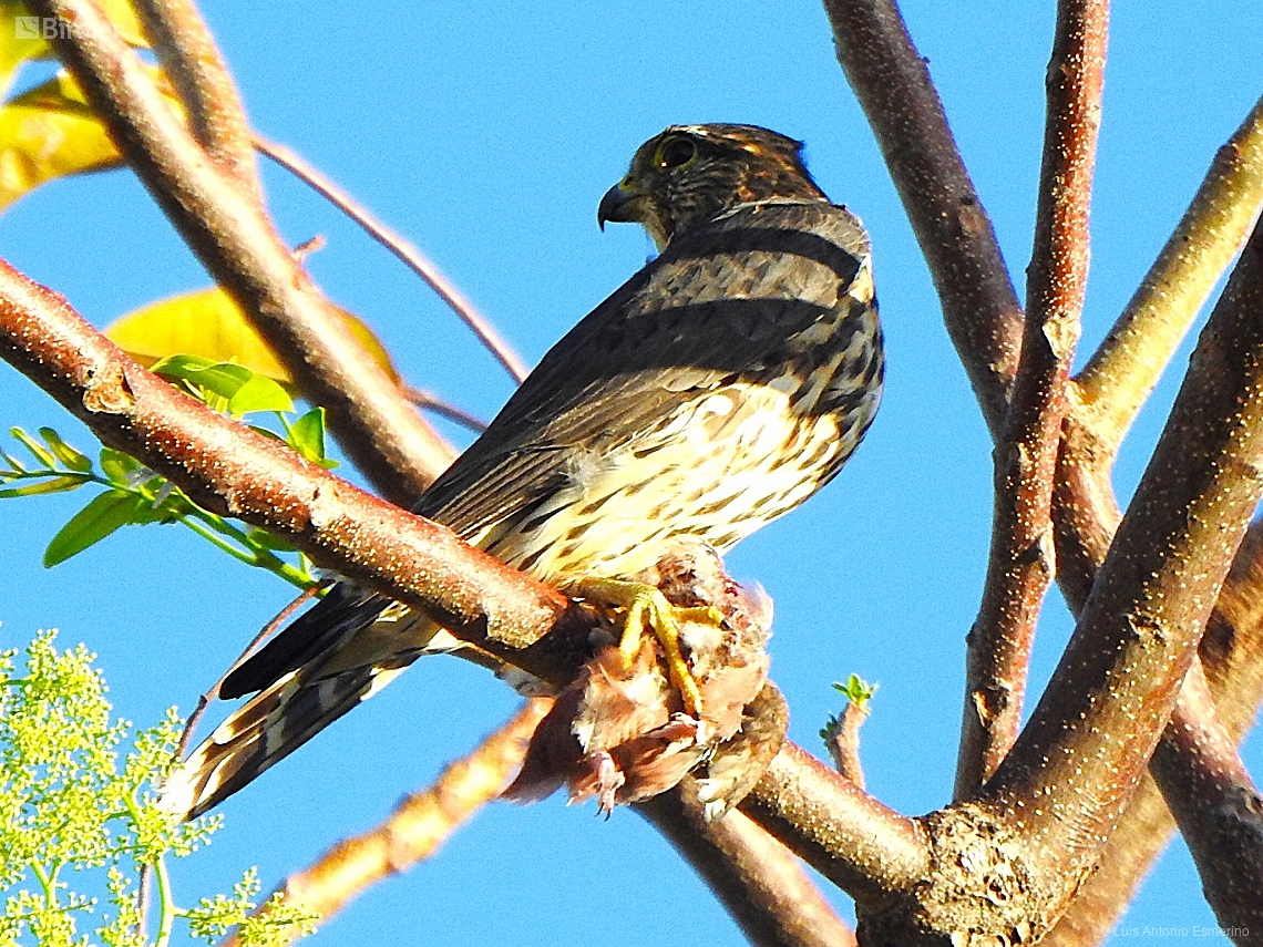 Falco columbarius