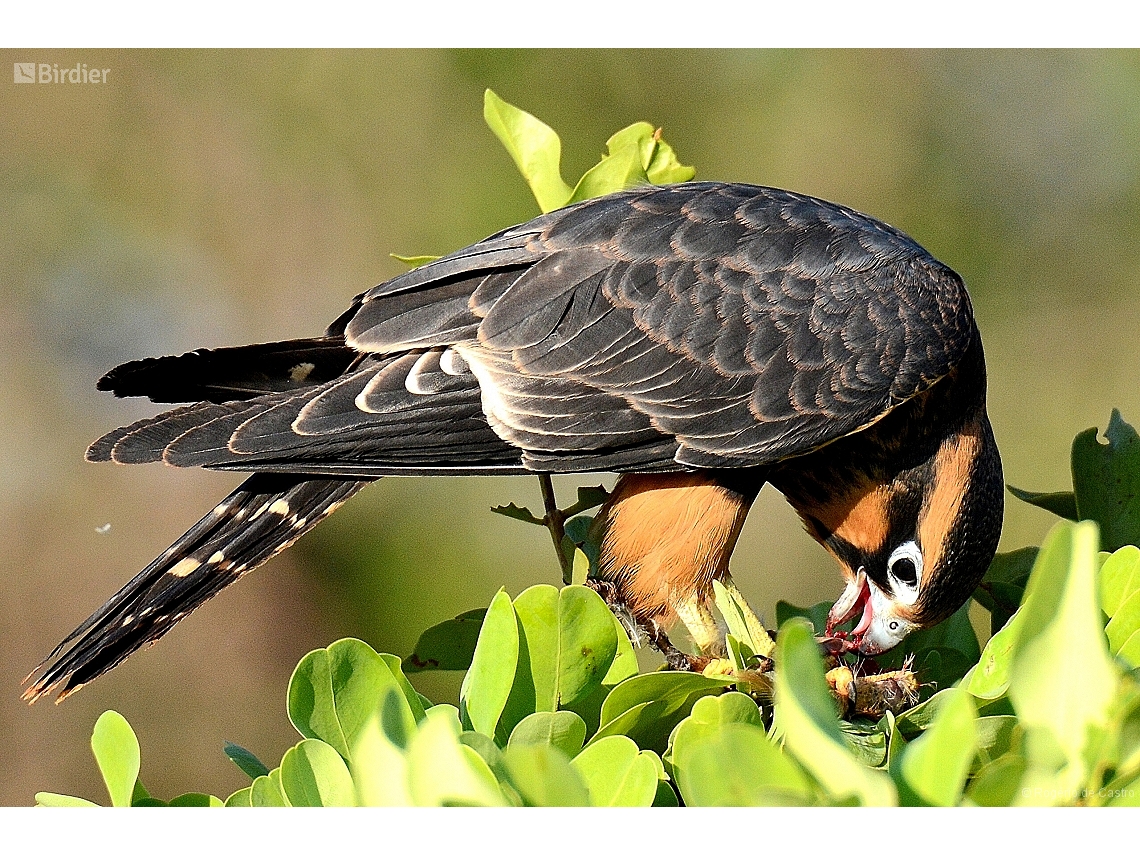 Falco femoralis
