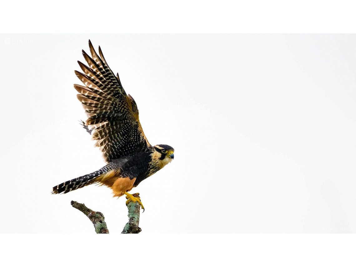 Falco femoralis