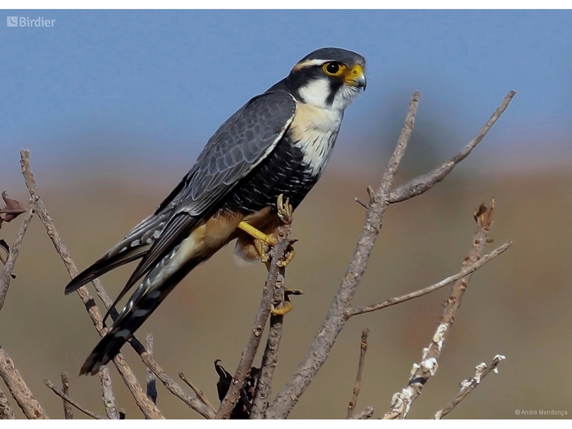 Falco femoralis