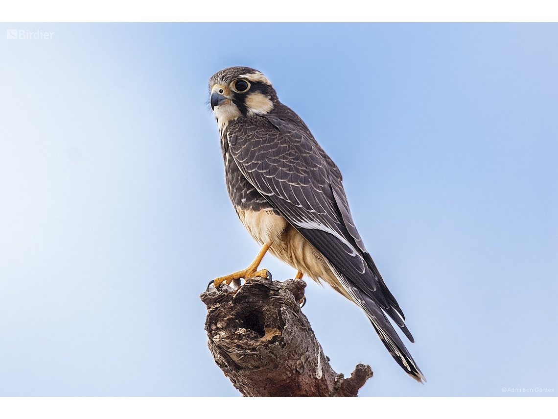 Falco femoralis