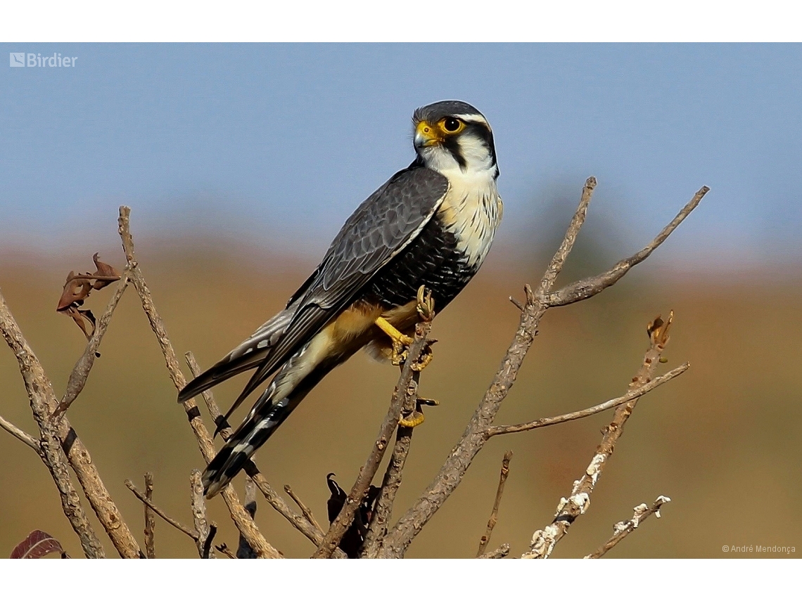 Falco femoralis