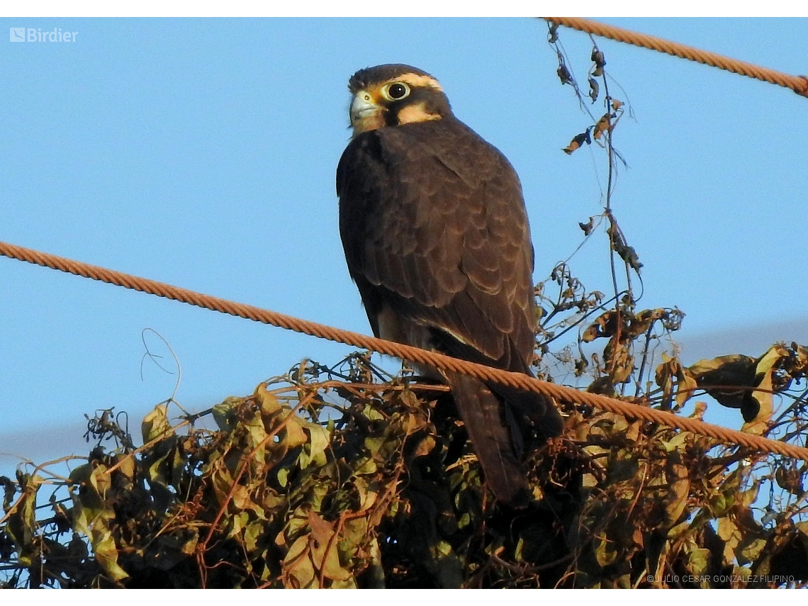 Falco femoralis