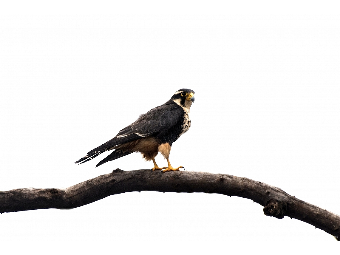 Falco femoralis