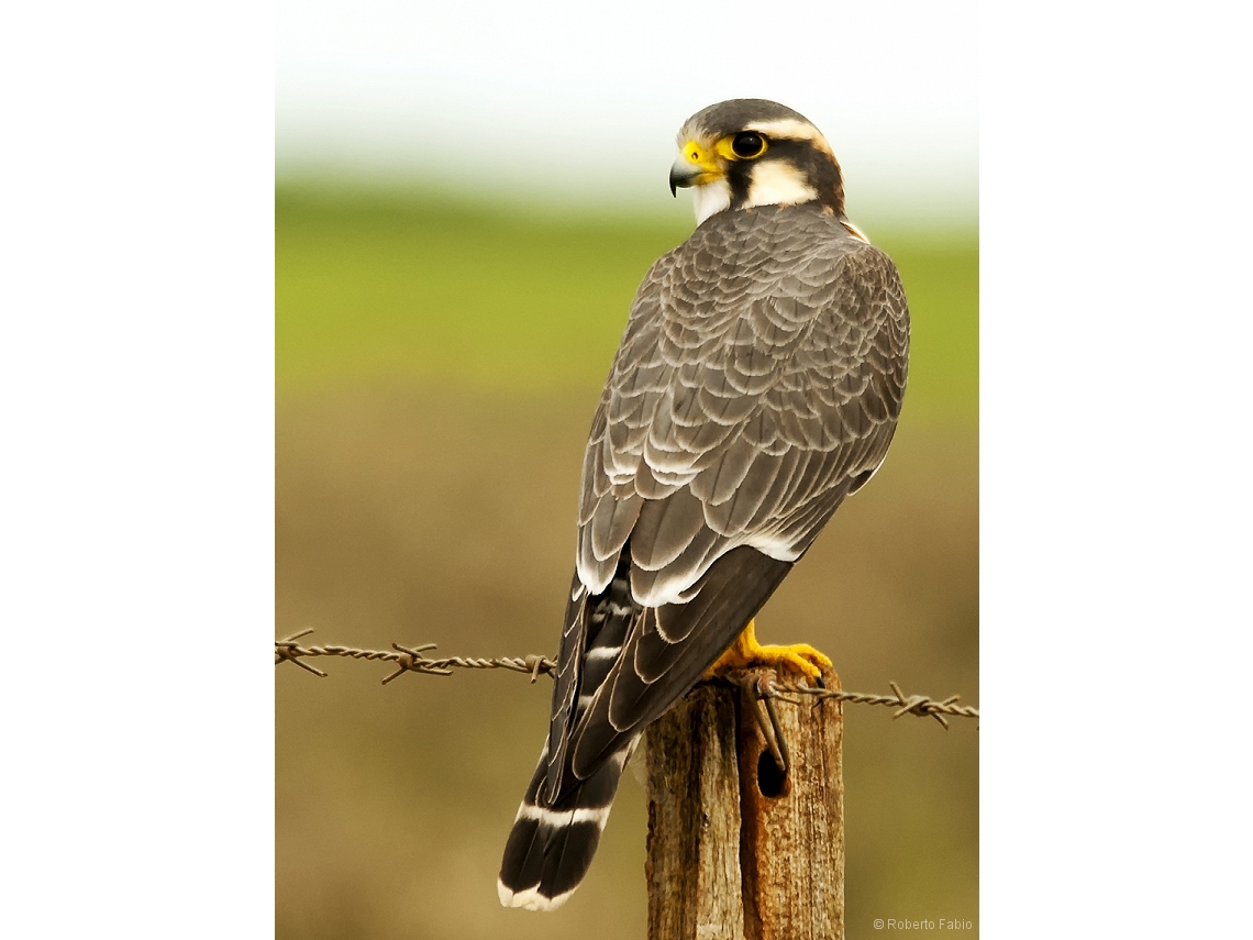 Falco femoralis