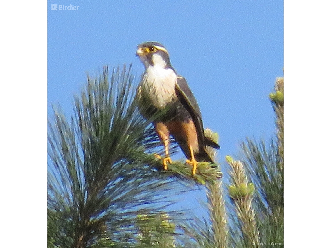Falco femoralis