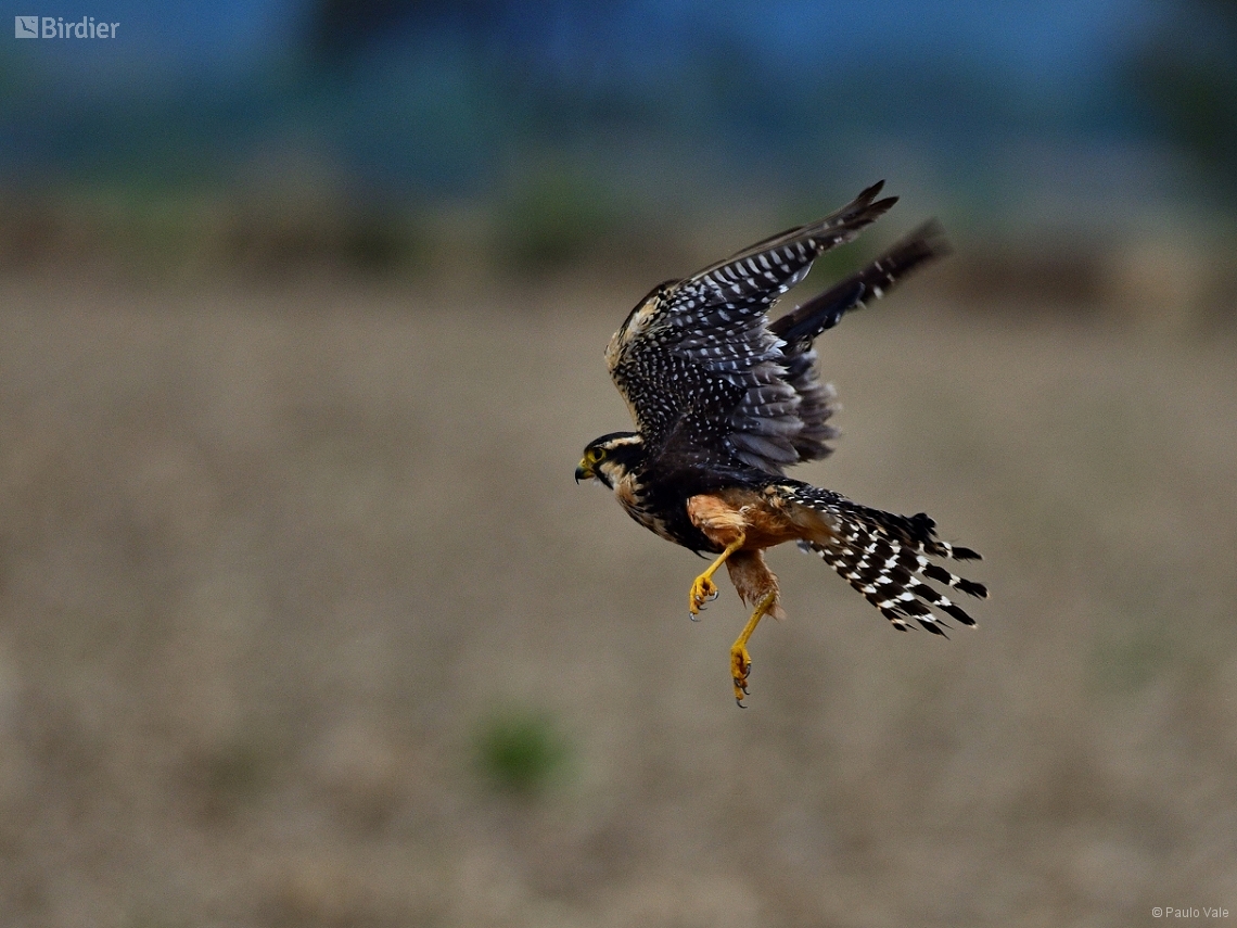 Falco femoralis