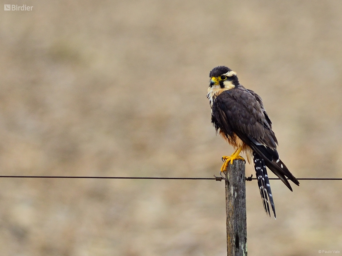 Falco femoralis