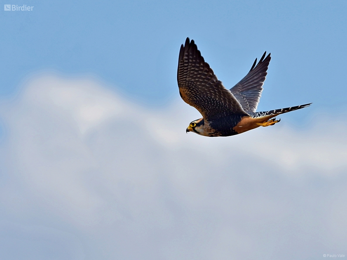 Falco femoralis