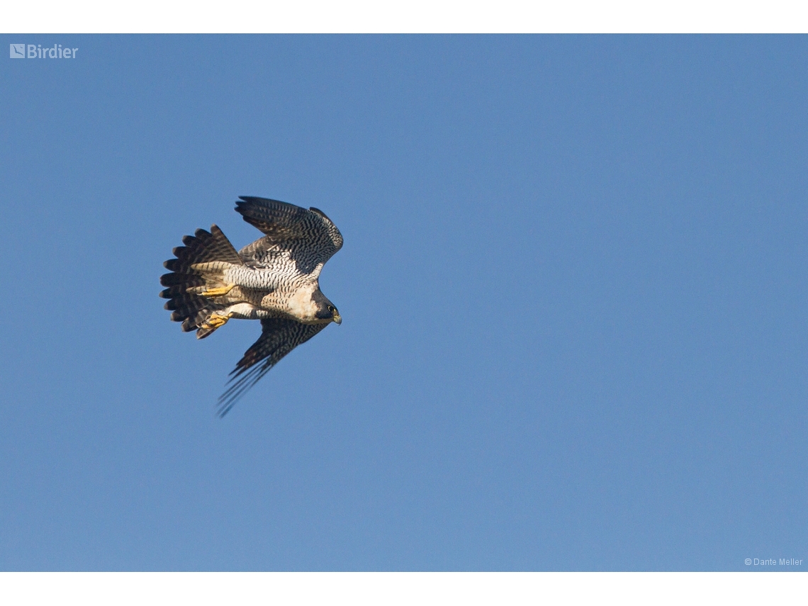 Falco peregrinus