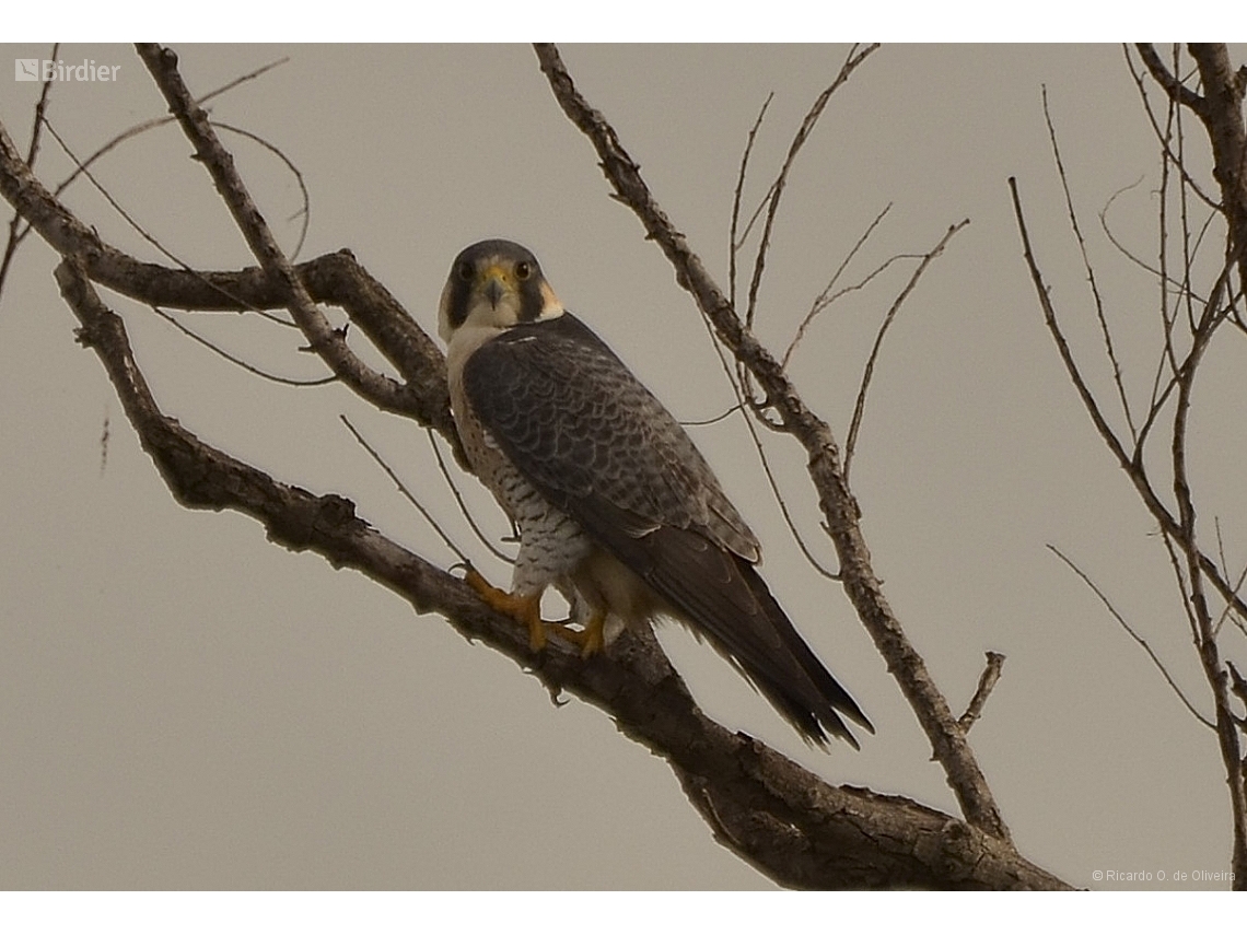 Falco peregrinus