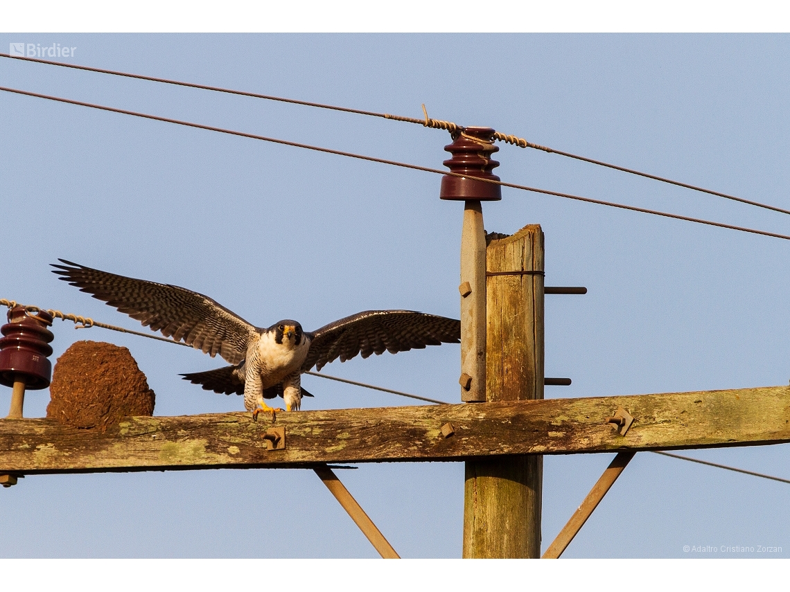 Falco peregrinus