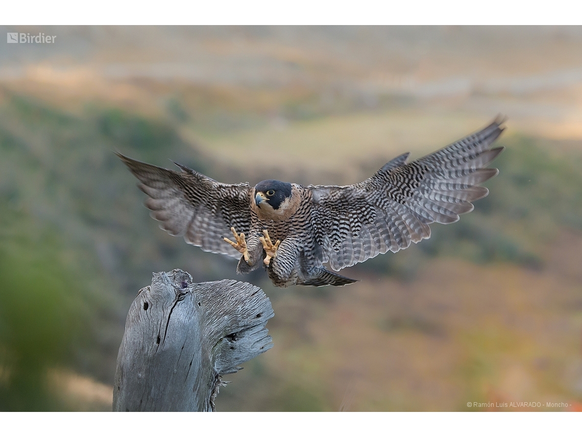 Falco peregrinus