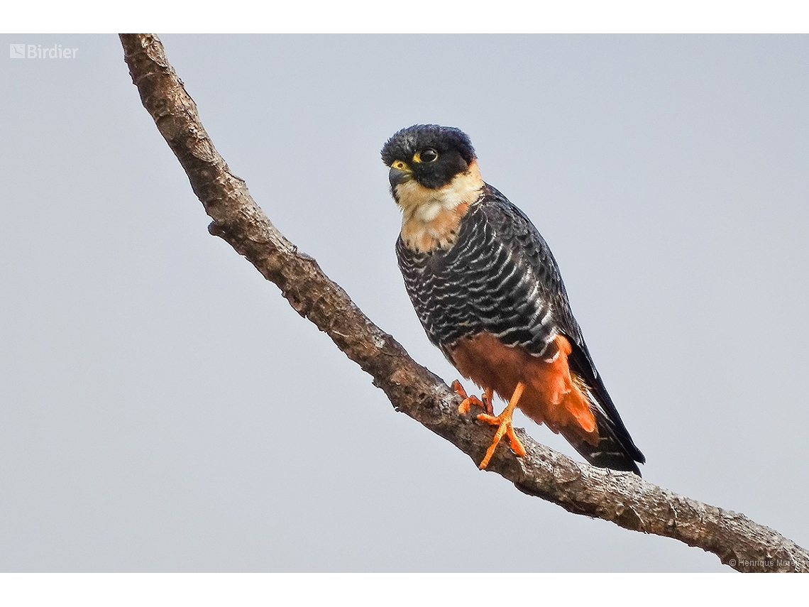 Falco rufigularis
