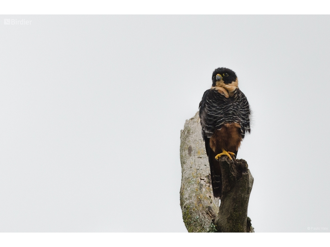Falco rufigularis