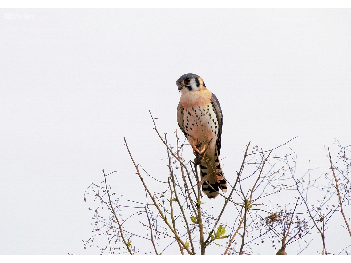 Falco sparverius