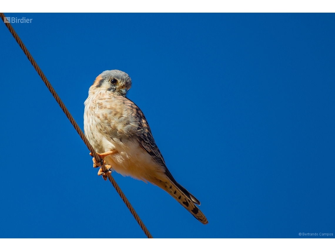 Falco sparverius