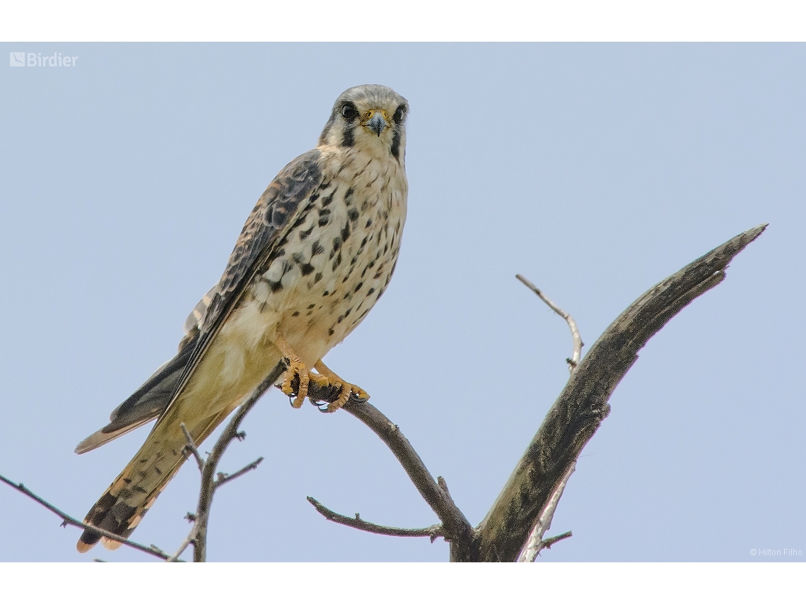 Falco sparverius