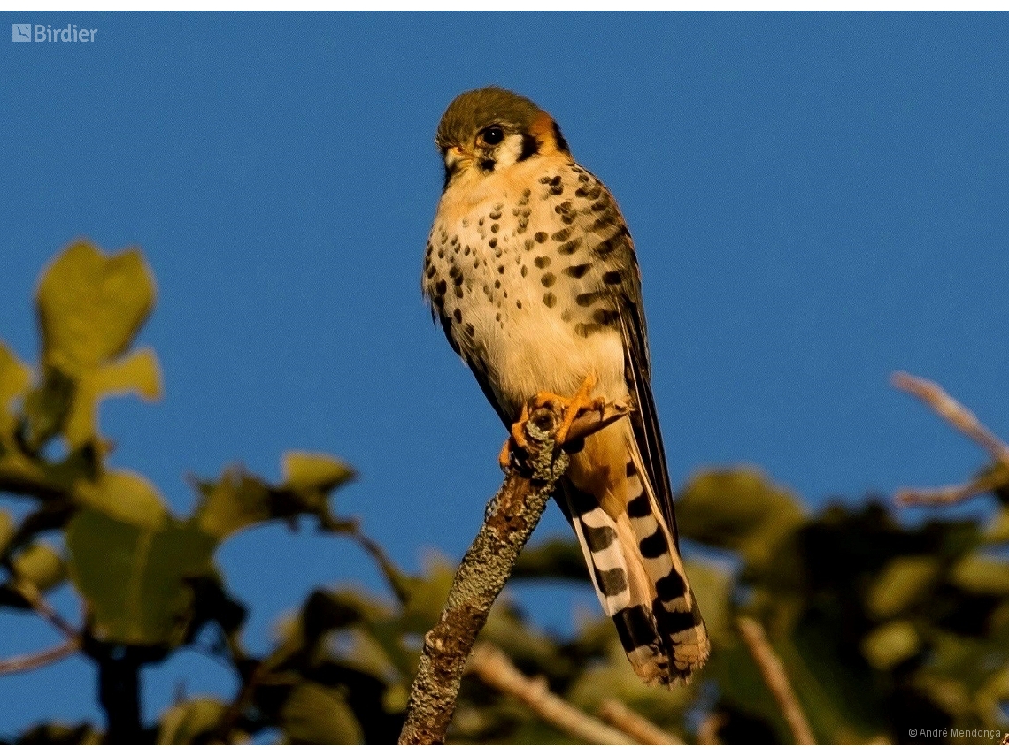 Falco sparverius