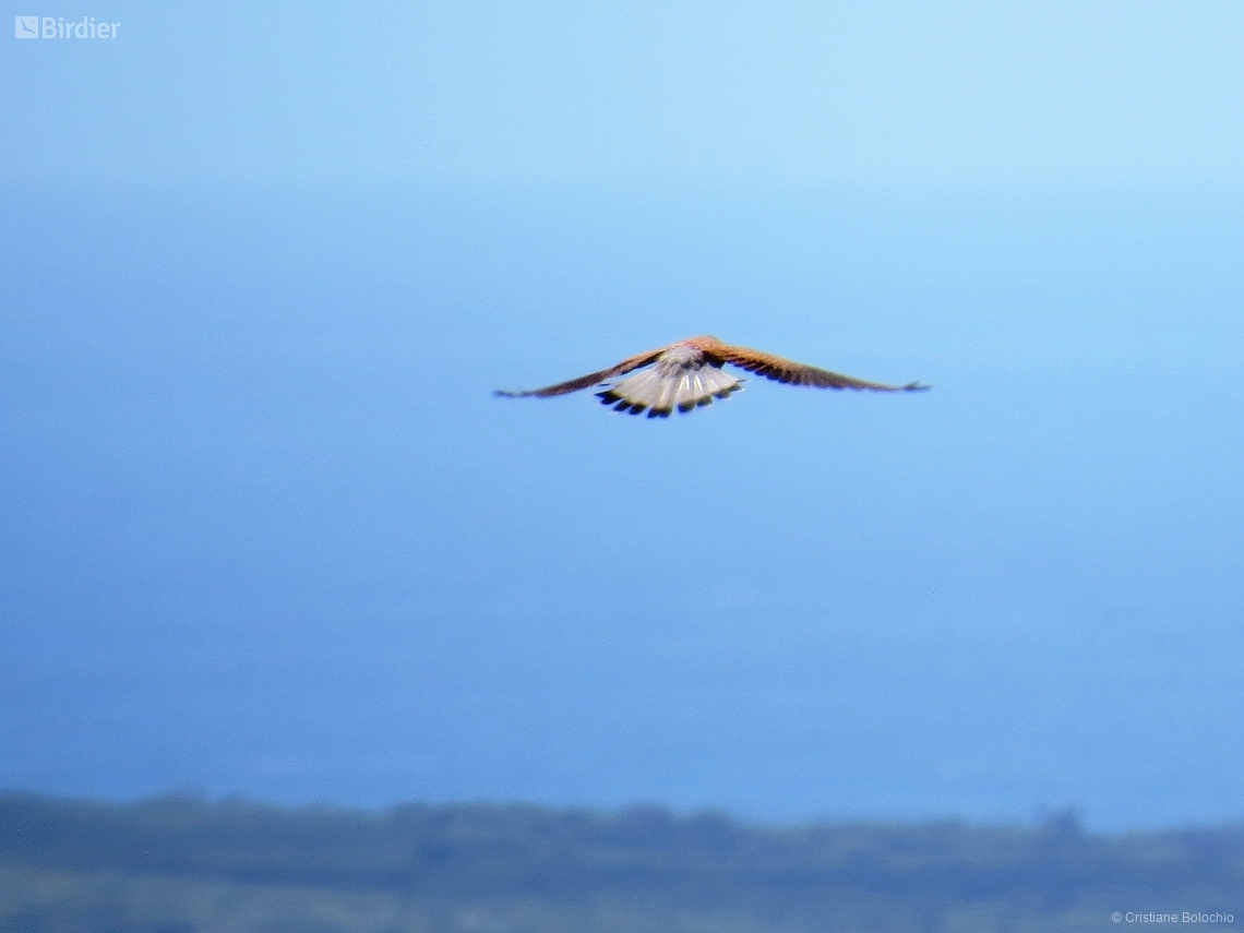 Falco tinnunculus