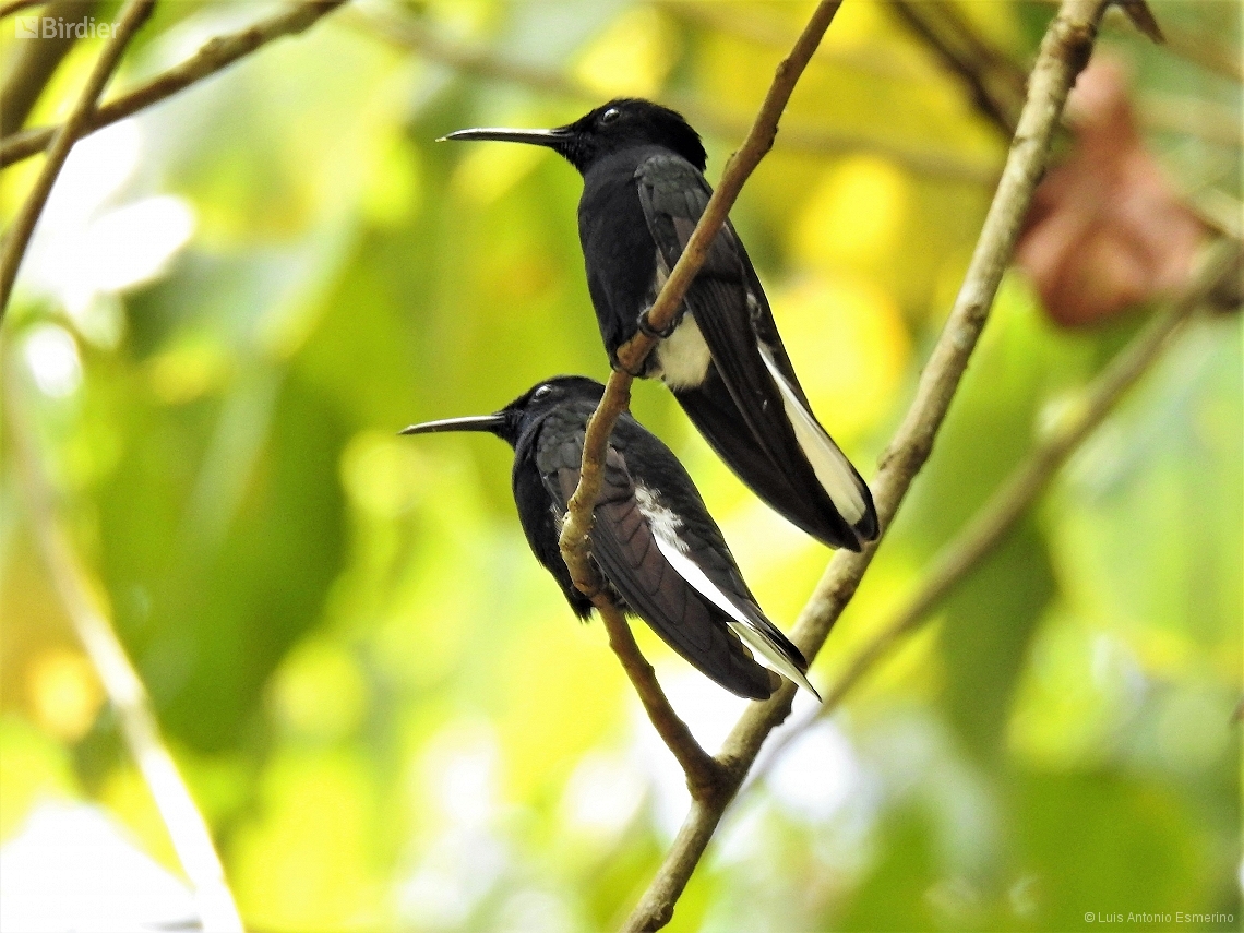 Florisuga fusca