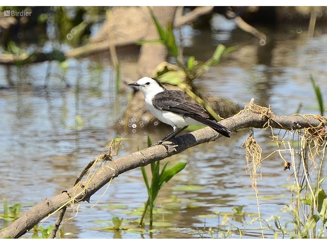 Fluvicola albiventer