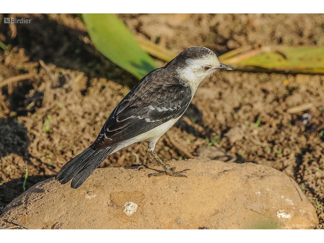 Fluvicola albiventer