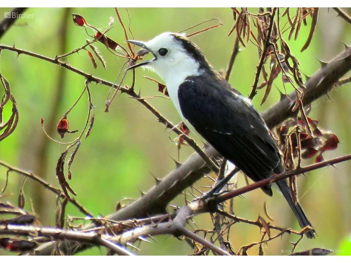 Fluvicola albiventer