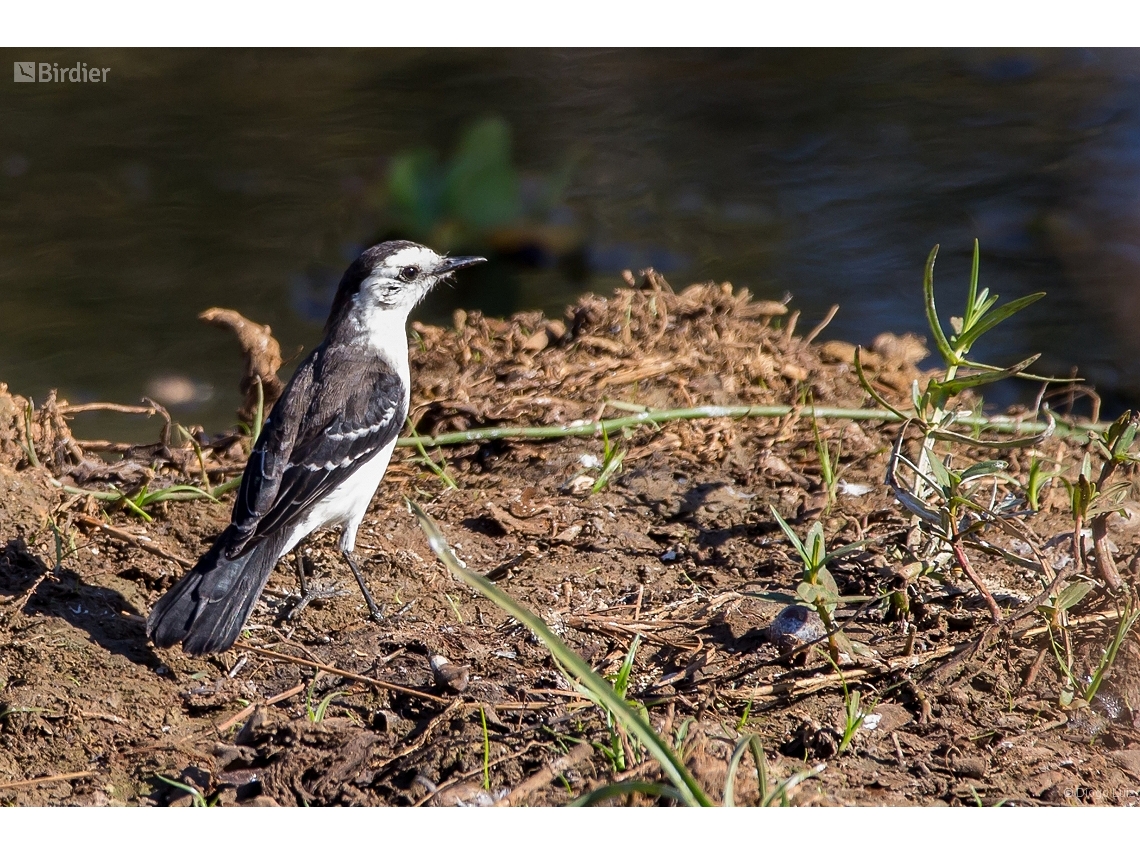 Fluvicola albiventer