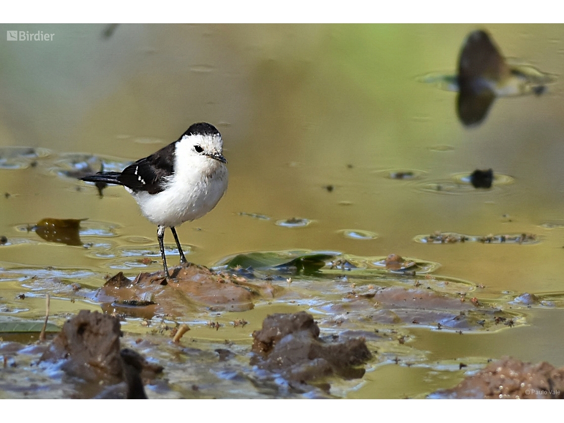 Fluvicola albiventer