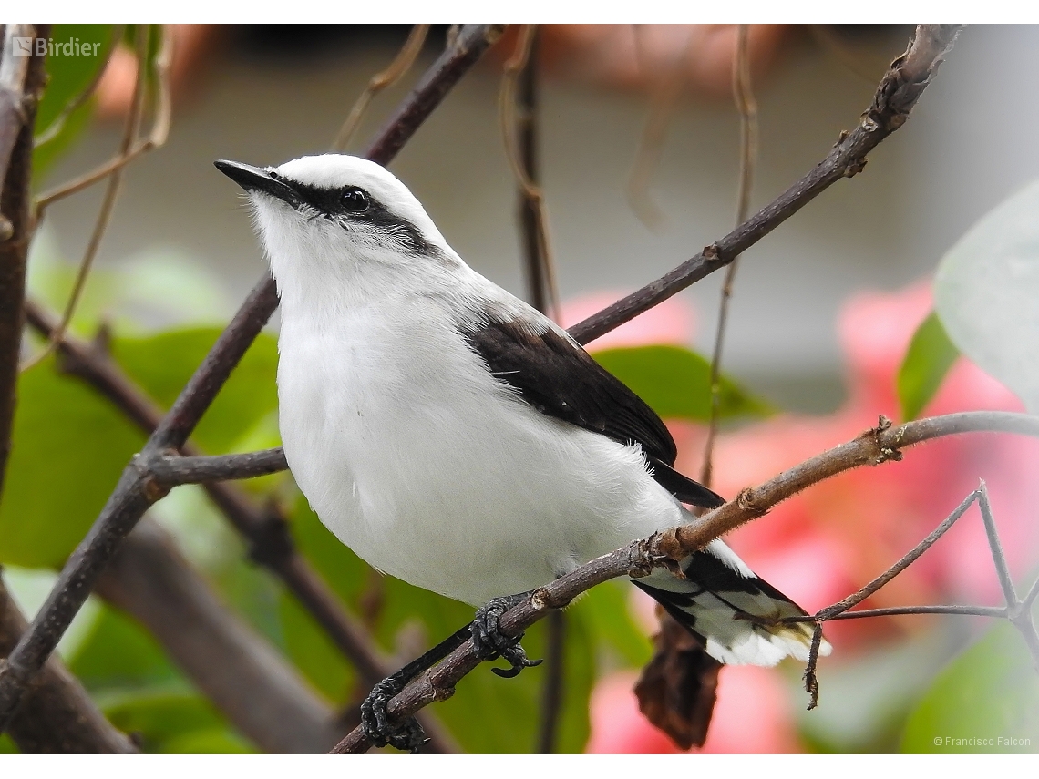 Fluvicola nengeta