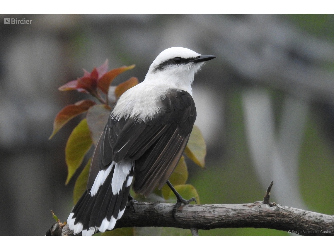 Fluvicola nengeta