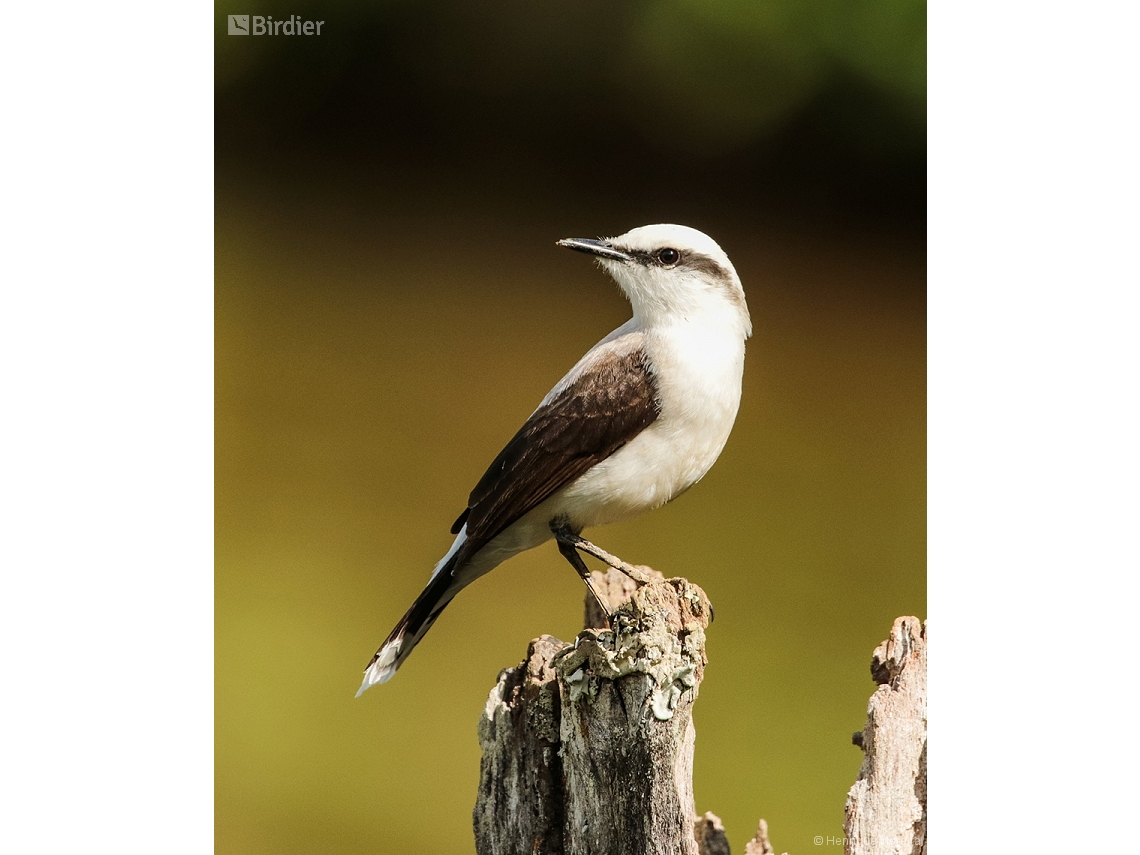 Fluvicola nengeta