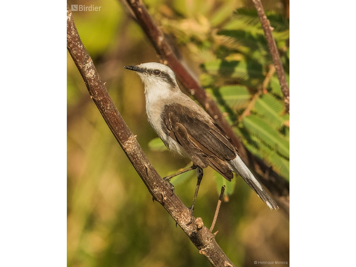 Fluvicola nengeta