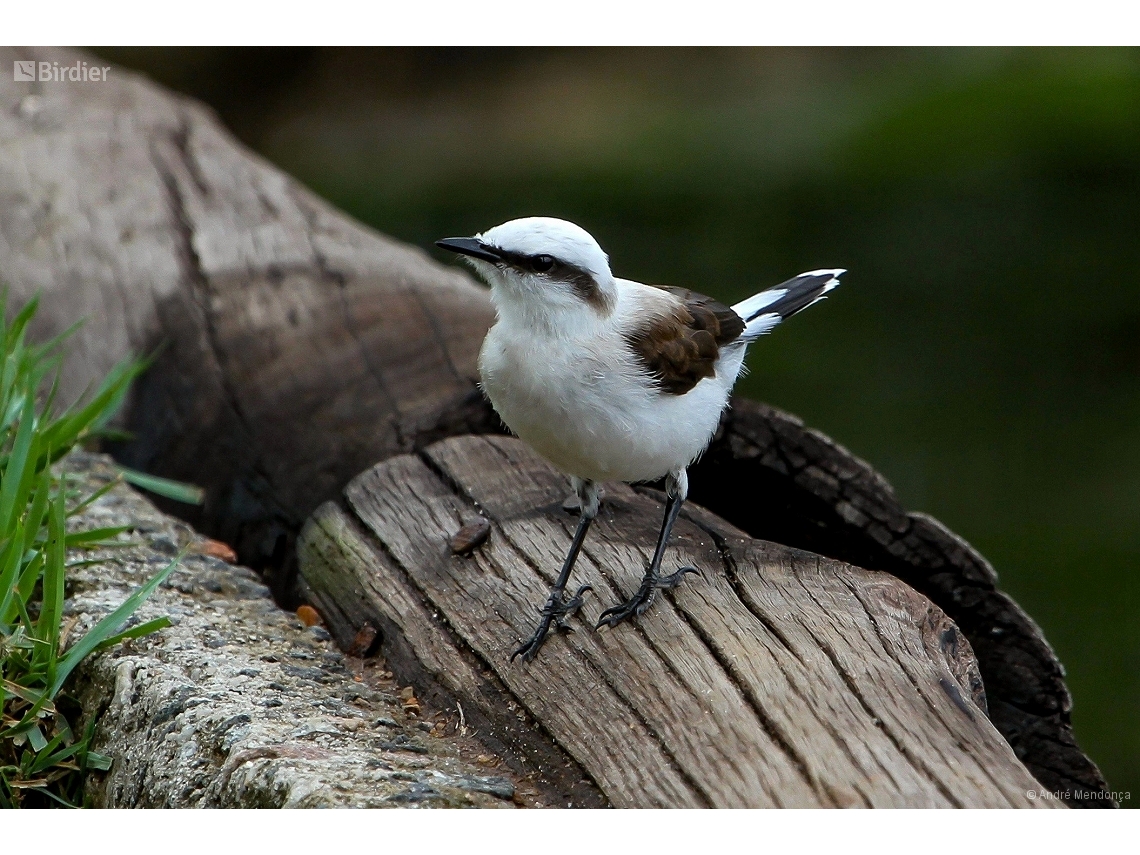 Fluvicola nengeta