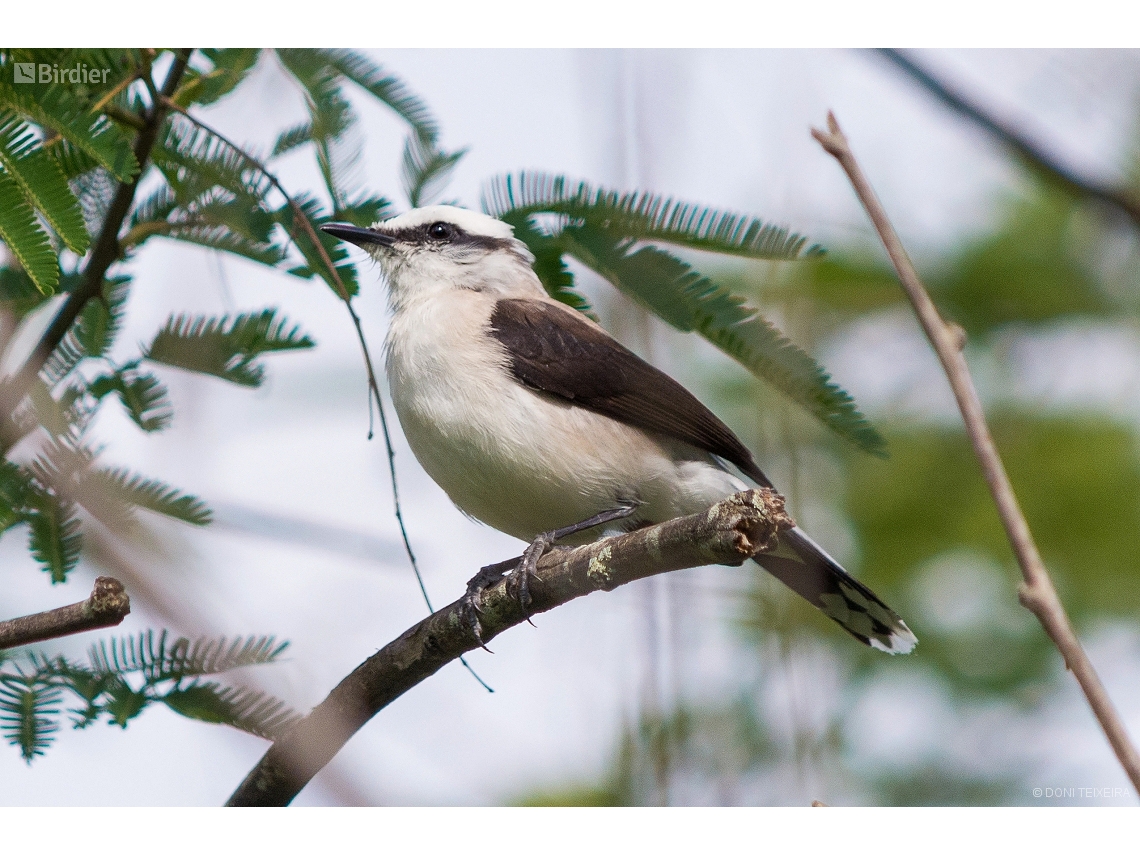 Fluvicola nengeta