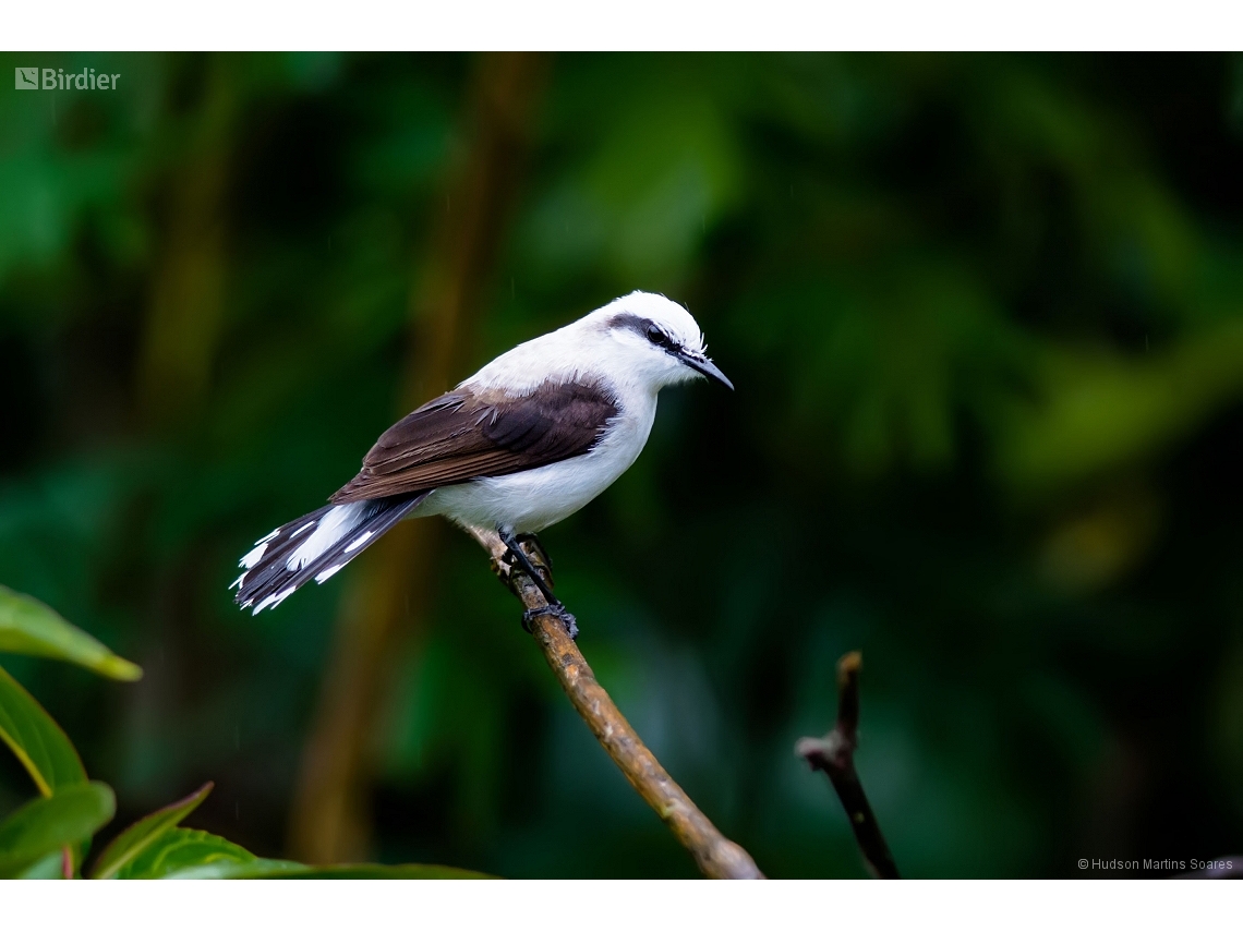 Fluvicola nengeta